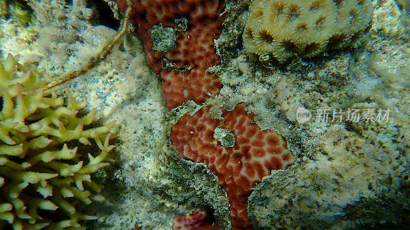 红海海底壳珊瑚(Leptastrea purpurea)